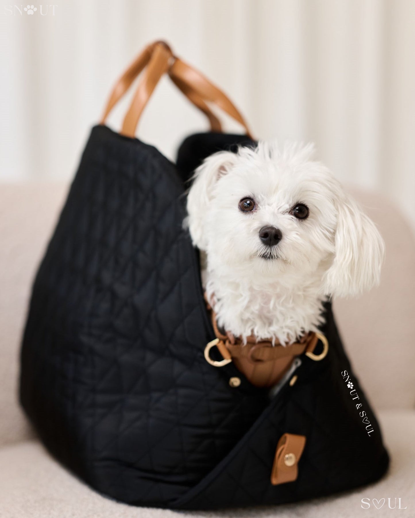 2-in-1 hondendraagtas voor kleine honden