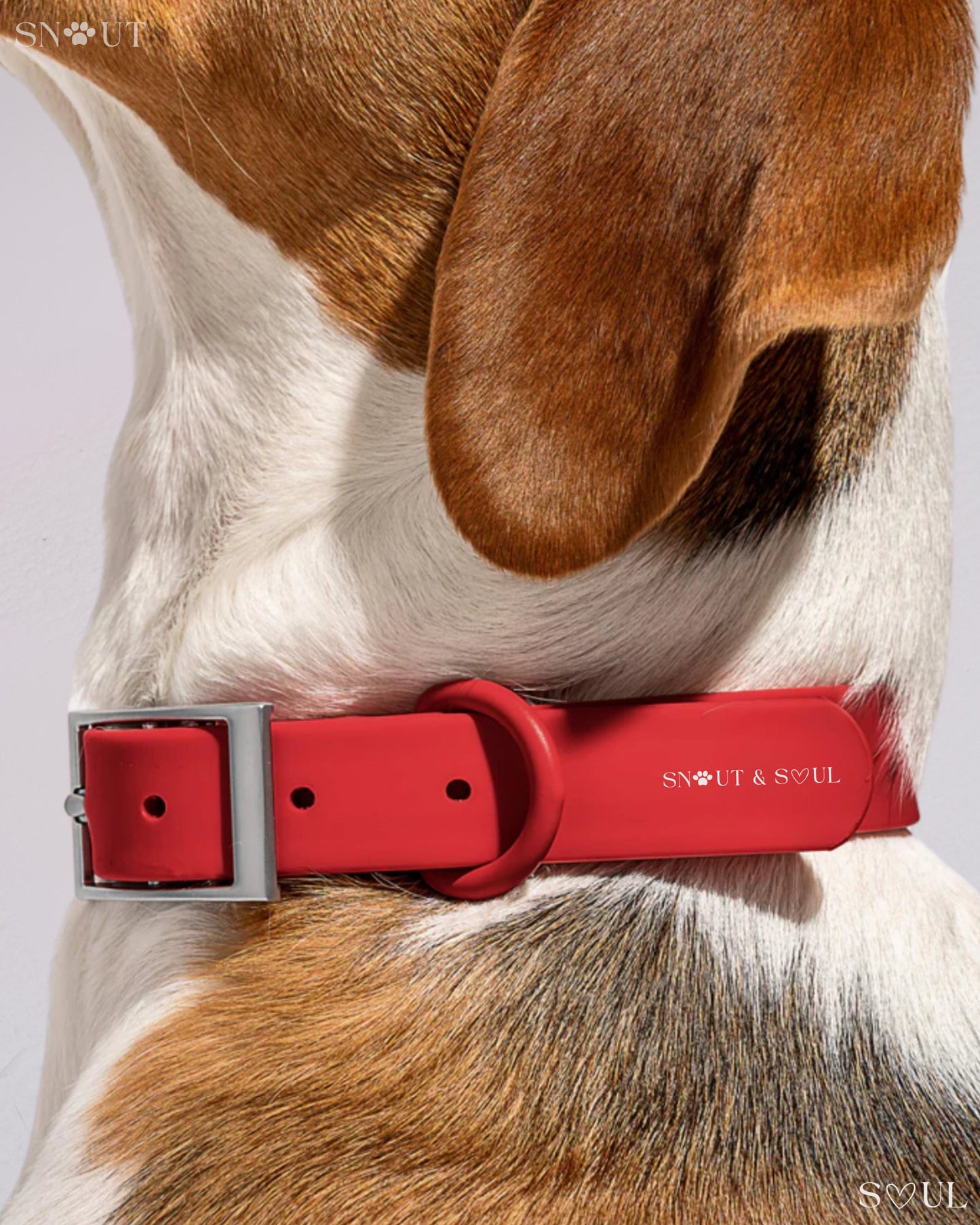 Halsband Walk Set