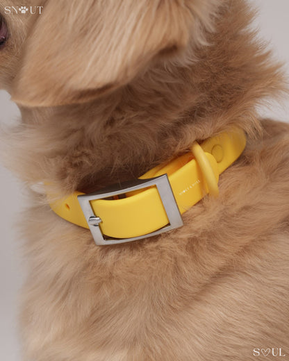 Halsband