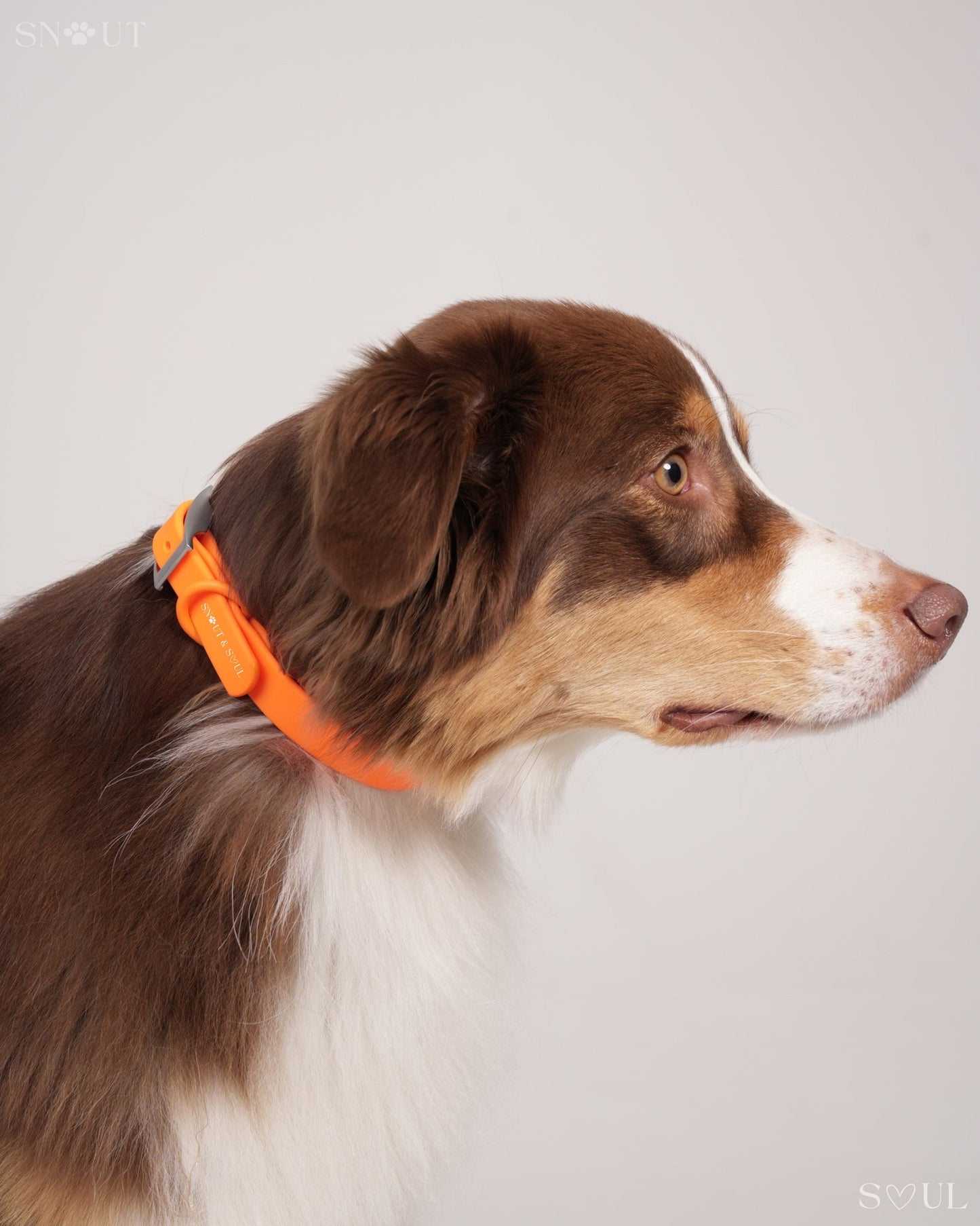 Halsband