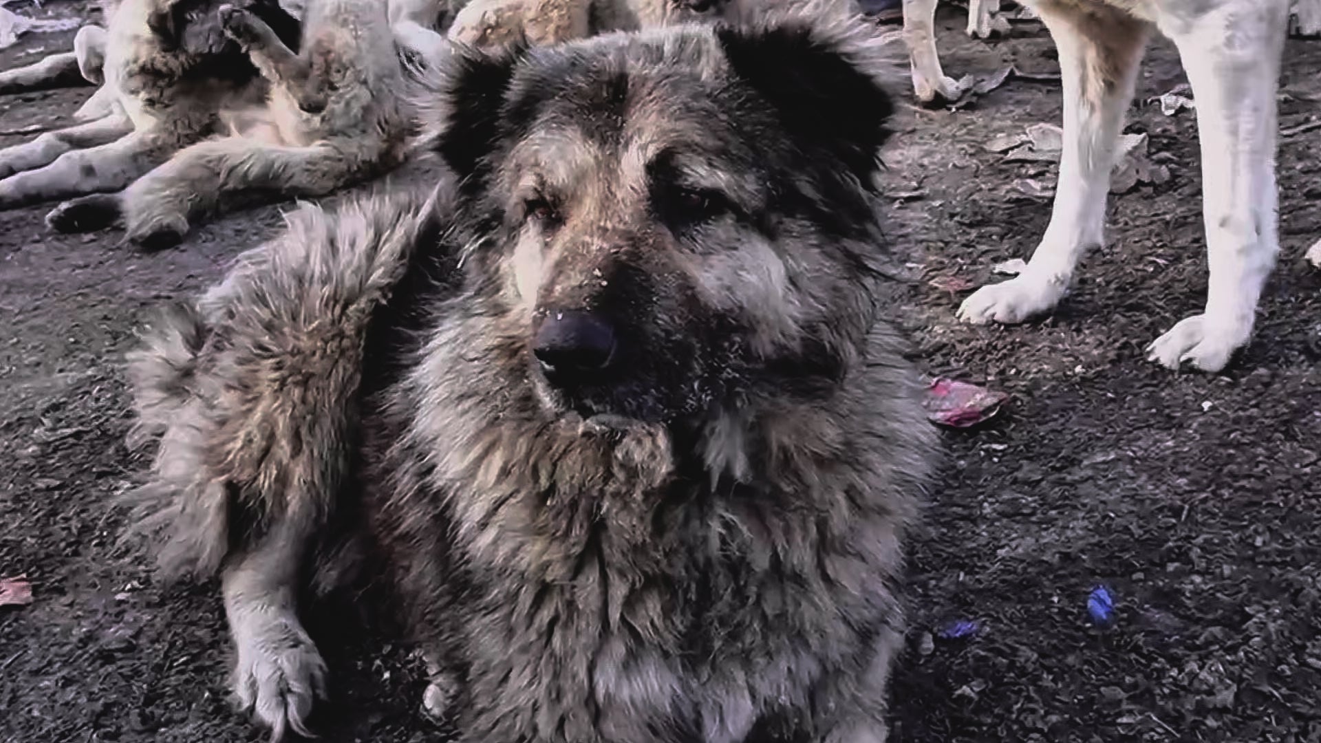 Video laden: 